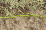 Fewflower blazing star